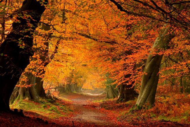 Обои картинки фото природа, лес, path, road, парк, дорога, colors, walk, листья, осень, деревья, fall, autumn, colorful, forest, park, trees, leaves