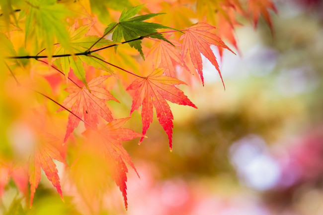 Обои картинки фото природа, листья, макро, осень, листочки, ветка