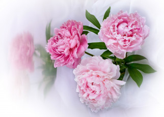 Картинка цветы пионы розовые