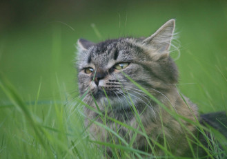 Картинка животные коты кот лето трава глаза