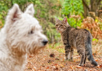 Картинка животные разные+вместе собака взгляд котяра кошак