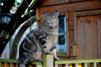 Картинка животные коты кот забор кошка кошак