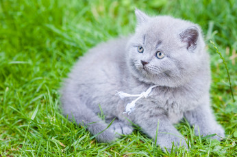 Картинка животные коты котёнок британец британская короткошёрстная малыш трава