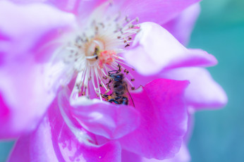 обоя животные, пчелы,  осы,  шмели, пчела, насекомое, цветок, лепестки