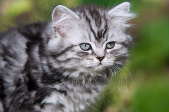 Картинка животные коты усы котёнок британская длинношерстная кошка