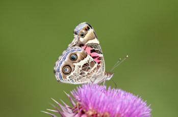 Картинка животные бабочки +мотыльки +моли крылья узор бабочка макро цветок