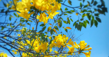 Картинка цветы лагерстрёмия+ индийская+сирень ветка дерево небо