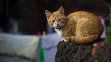 Картинка животные коты взгляд рыжая кошка