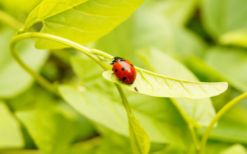 Картинка животные божьи+коровки насекомое листочек