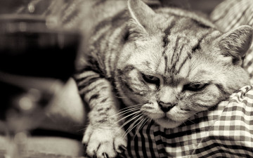 Картинка животные коты британец британская короткошёрстная чёрно-белая когти кот кошка морда лапа