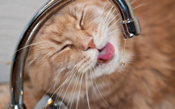 Картинка животные коты мейн-кун капли кран вода жажда кот котэ морда