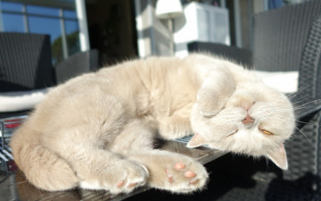 Картинка животные коты на столе отдых британская короткошёрстная сон спящий котёнок