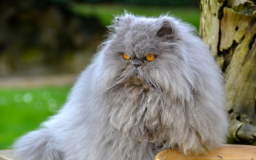 Картинка животные коты важный пушистый перс кот персидский