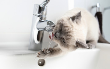 Картинка животные коты когти лапка кран британская короткошёрстная британец котёнок жажда вода