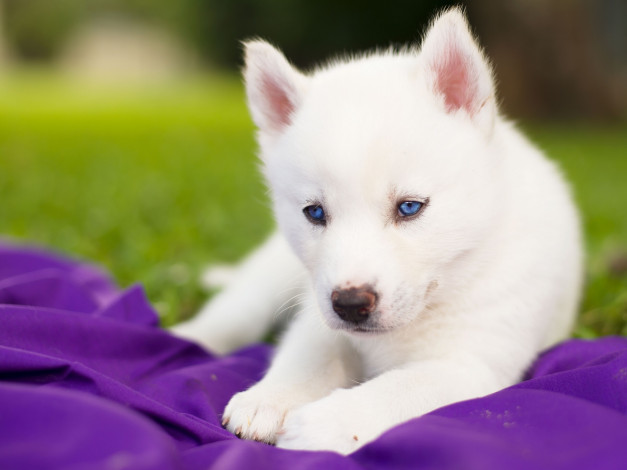 Обои картинки фото животные, собаки, сибирский, хаски, щенок, белый, голубые, глаза
