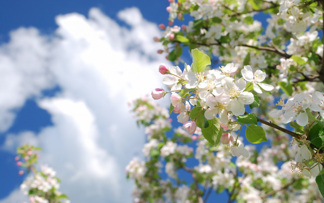 Обои картинки фото цветы, цветущие деревья ,  кустарники, цвет, ветка, яблоня, дерево, весна, облака, небо