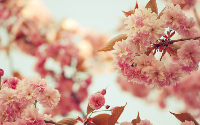 Обои картинки фото цветы, сакура,  вишня, розовые, весна, цвет, небо, деревья, листья, ветви, цветение, ветки, лепестки