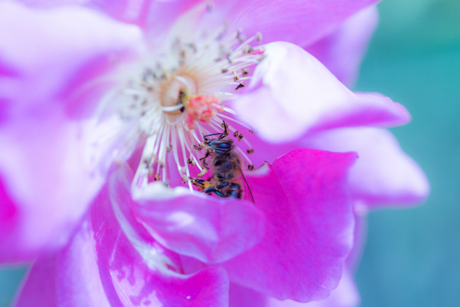Обои картинки фото животные, пчелы,  осы,  шмели, пчела, насекомое, цветок, лепестки