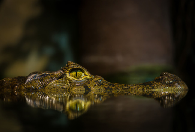 Обои картинки фото животные, крокодилы, вода, морда, глаз, пруд, крокодил