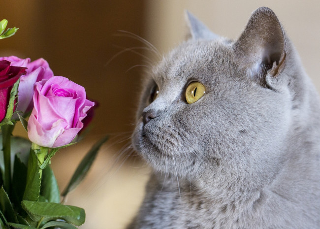 Обои картинки фото животные, коты, розы, цветы, морда, кошка, кот, британец, британская, короткошёрстная