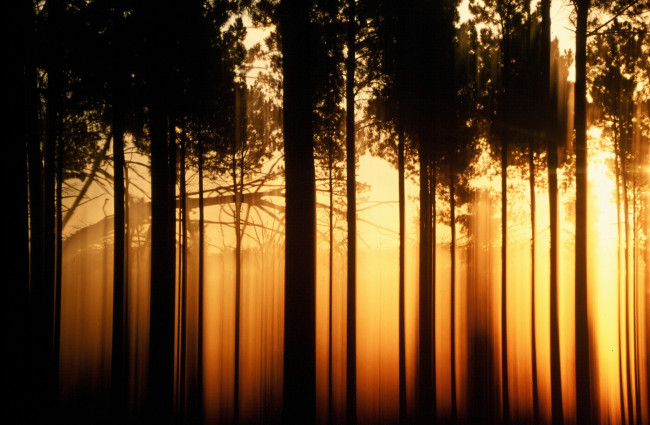 Обои картинки фото природа, лес, силуэты, свет, закат, деревья