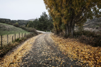 Картинка природа дороги дорога забор осень