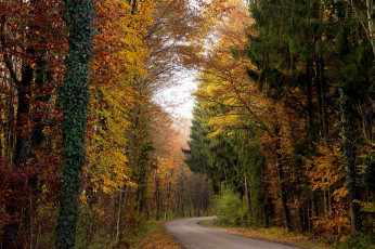 Картинка природа дороги пейзаж лес деревья дорога осень