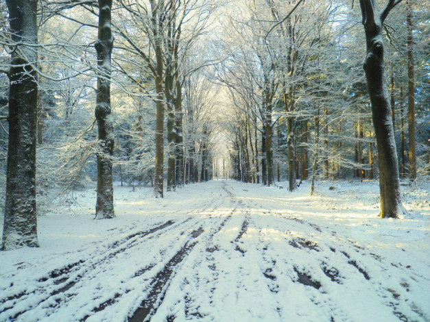 Обои картинки фото природа, парк, снег, дорога, зима