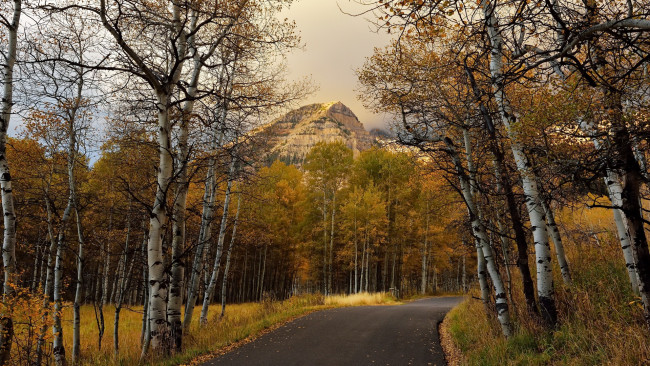 Обои картинки фото природа, дороги, дорога, берёзы, осень