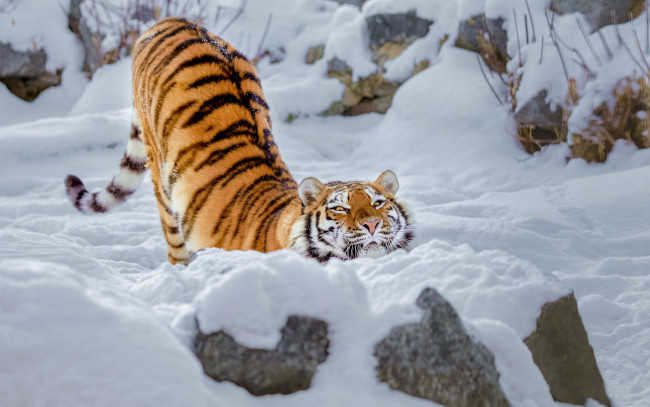 Обои картинки фото животные, тигры, тигрица, дикая, кошка, снег, зима