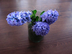 обоя цветы, гиацинты, синие