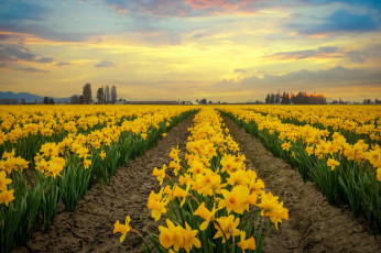 Картинка цветы нарциссы весна желтые плантация