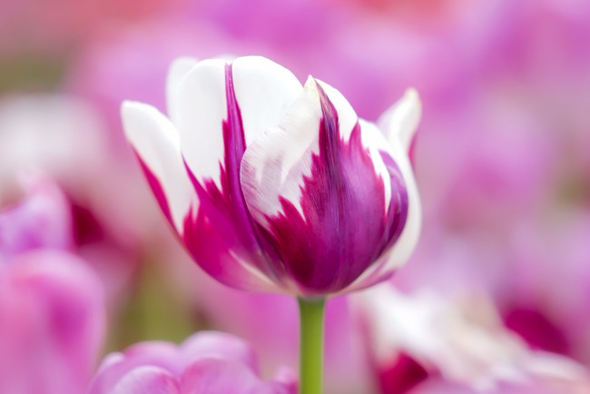 Обои картинки фото цветы, тюльпаны, тюльпан, цветок, бутон, фиолетовый, белый