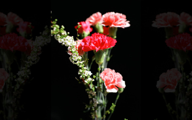 Обои картинки фото цветы, гвоздики