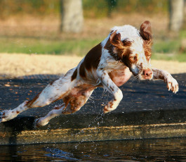 Картинка животные собаки прыжок