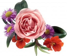 Картинка цветы разные вместе роза настурция хризантемы