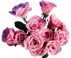 Картинка цветы розы капли розовый вода