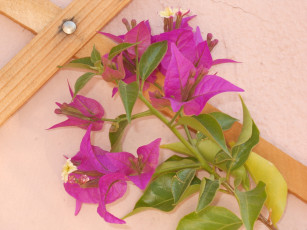 Картинка цветы бугенвиллея розовый