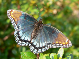Картинка животные бабочки бабочка нимфалида греется