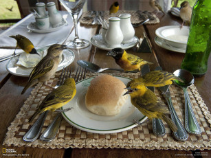 Картинка животные птицы обед застолье булка