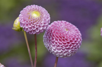 Картинка цветы георгины бутоны