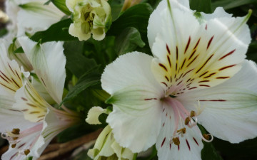Картинка цветы альстромерия белый