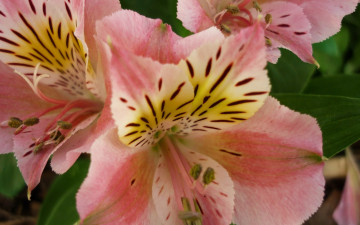Картинка цветы альстромерия макро розовый