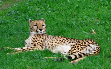 Картинка животные гепарды гепард в траве
