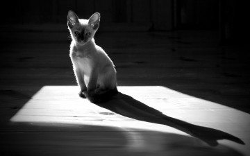 Картинка животные коты котёнок тень