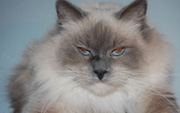Картинка животные коты макро сиамский длинношерстный голубоглазый