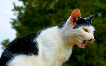 Картинка животные коты острые зубы