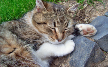 Картинка животные коты спящий кот