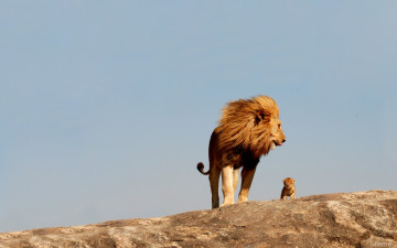 Картинка животные львы отец львёнок детёныш царь зверей