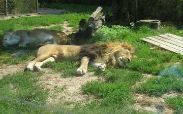 Картинка животные львы спящие зоопарк